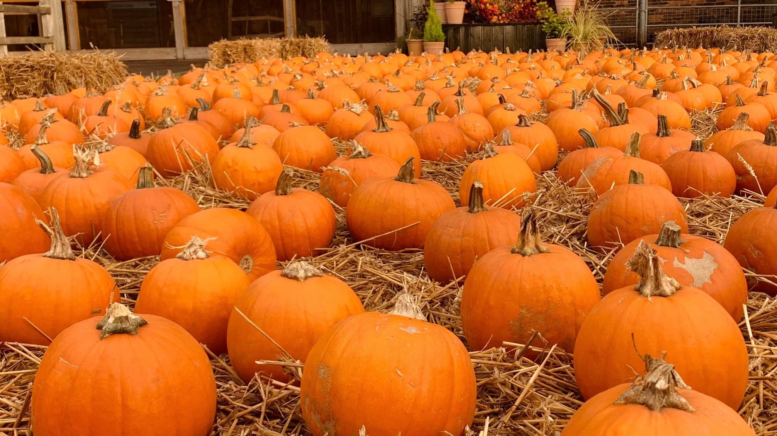 Pumpkin Picking & Carving