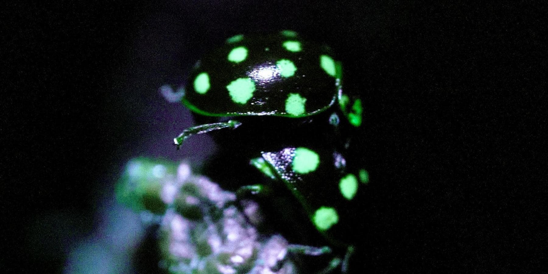 Biofluorescence Experience in Nature