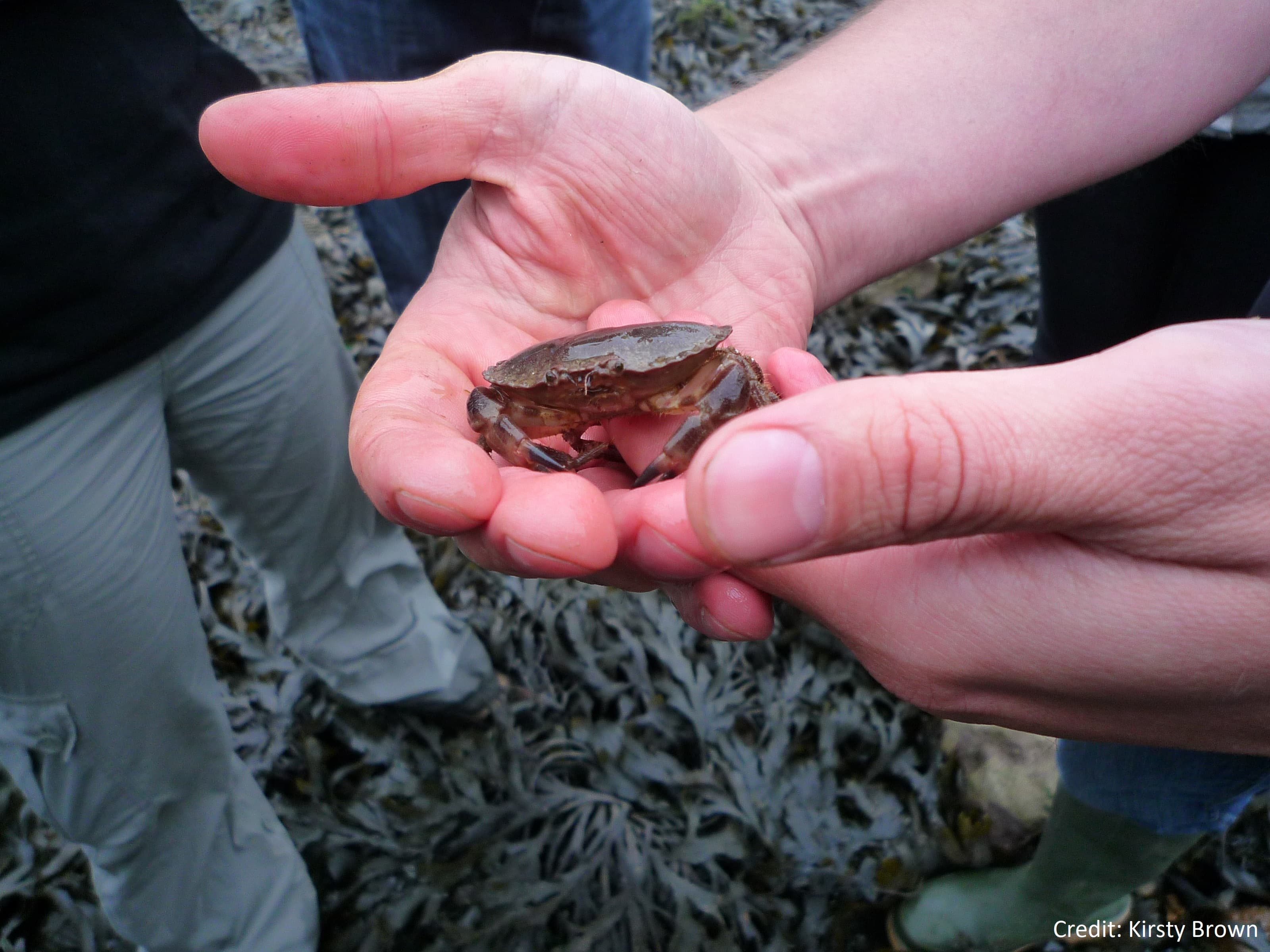Rockpool Safari - South Landing, Flamborough
