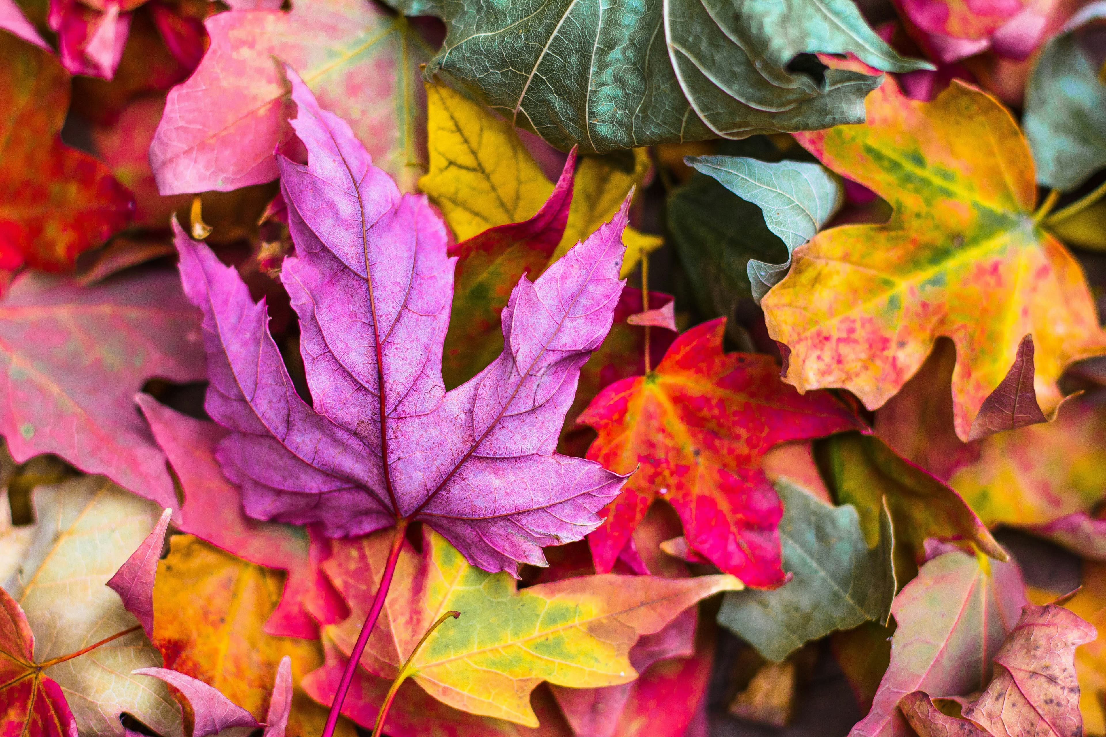 Autumn Crafty Saturday