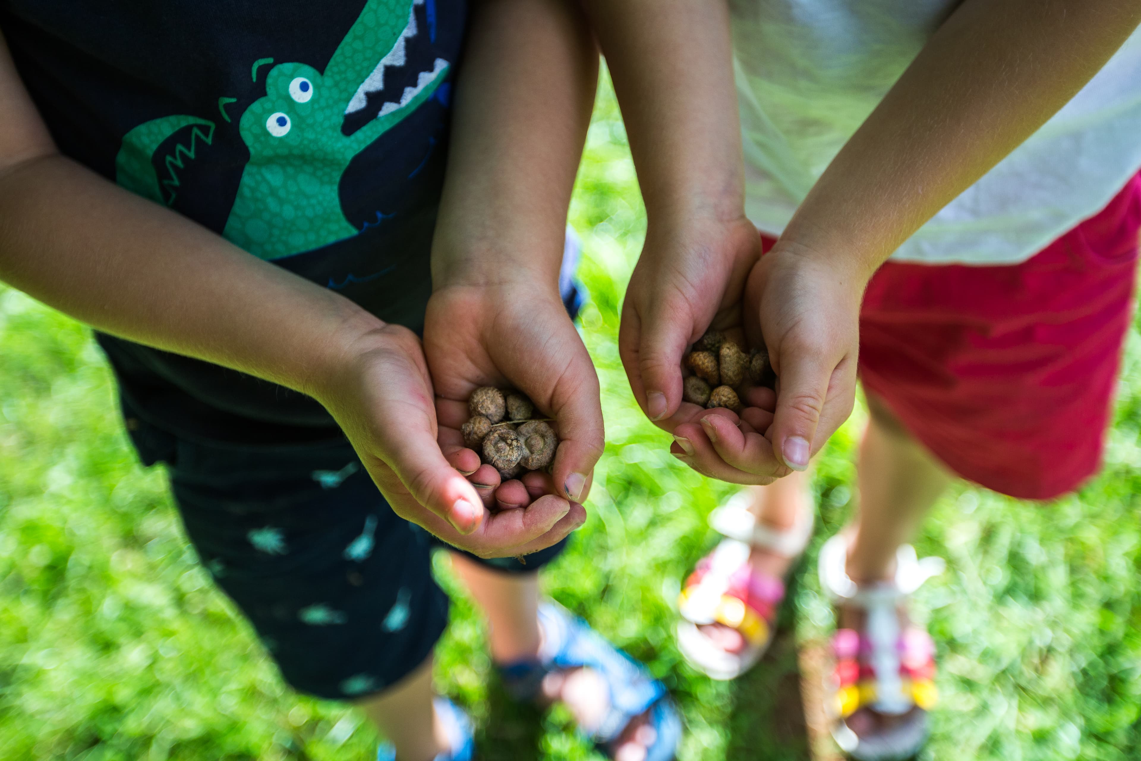 Wild Learning at Alice Holt Forest