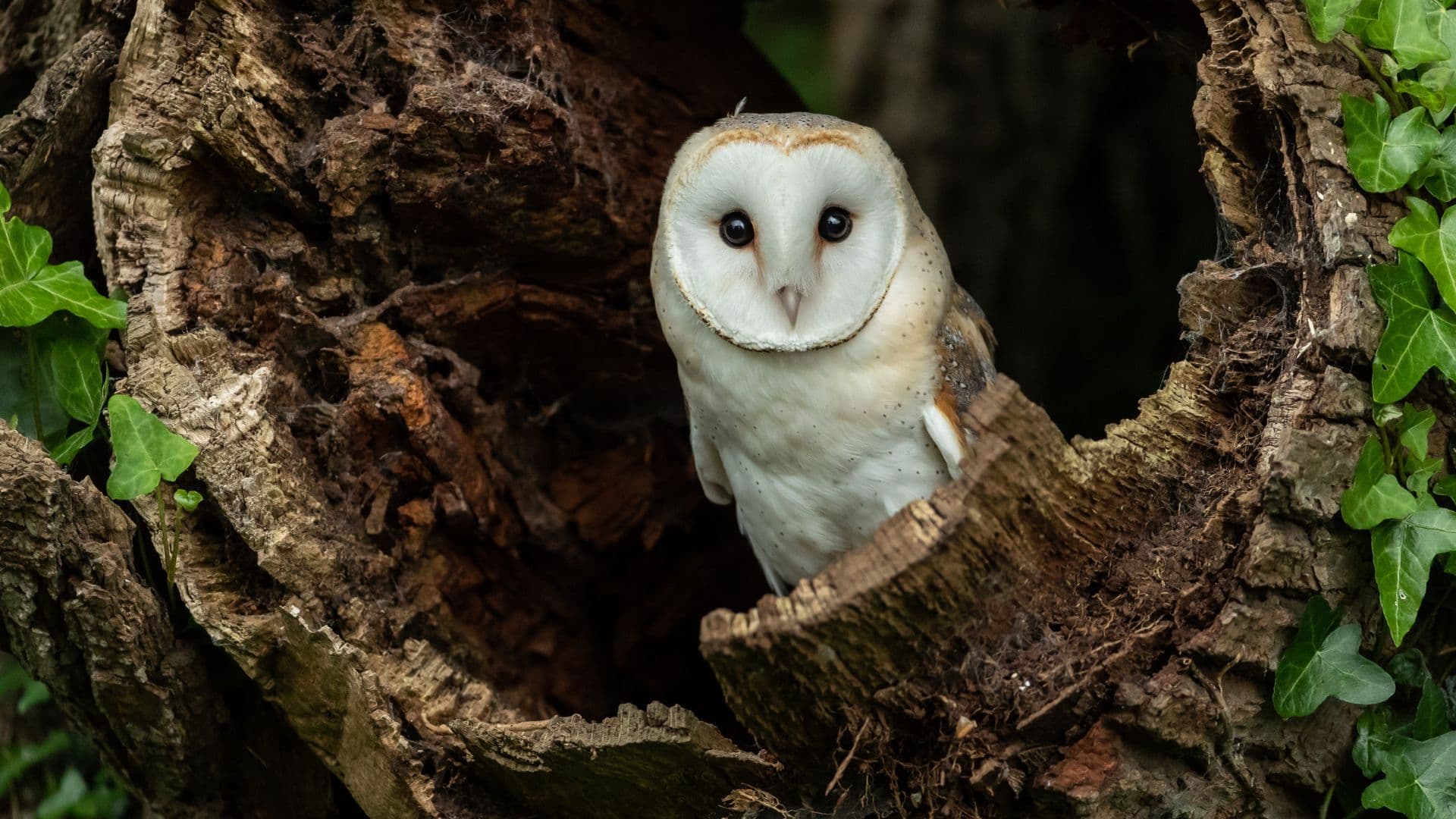 FREE Owls & Their Pellets Workshop