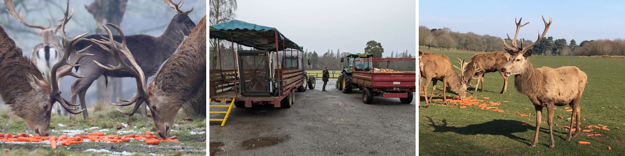 Deer Feed Trailer Ride
