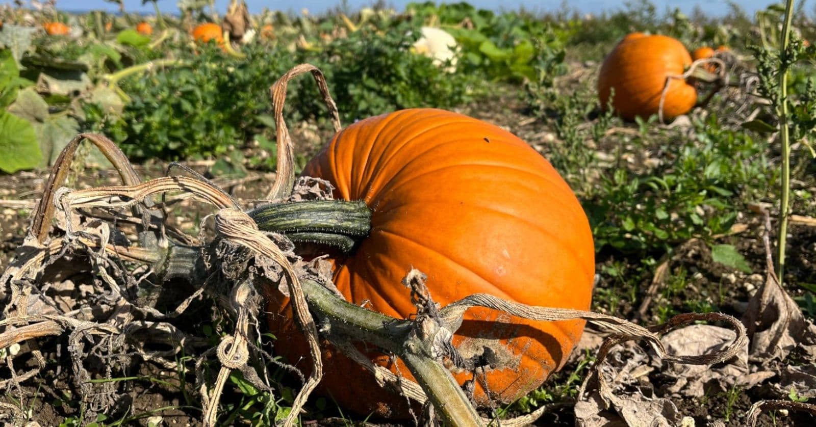 Farmer John's Pumpkin Patch and Maize Maze
