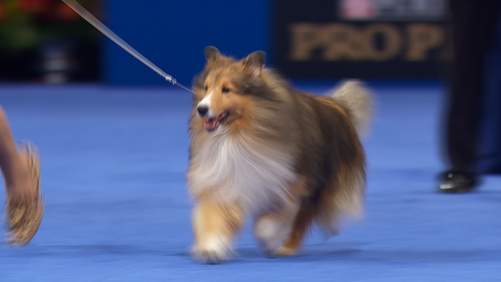 Working & Pastoral Breeds Association of Scotland Championship Dog Show