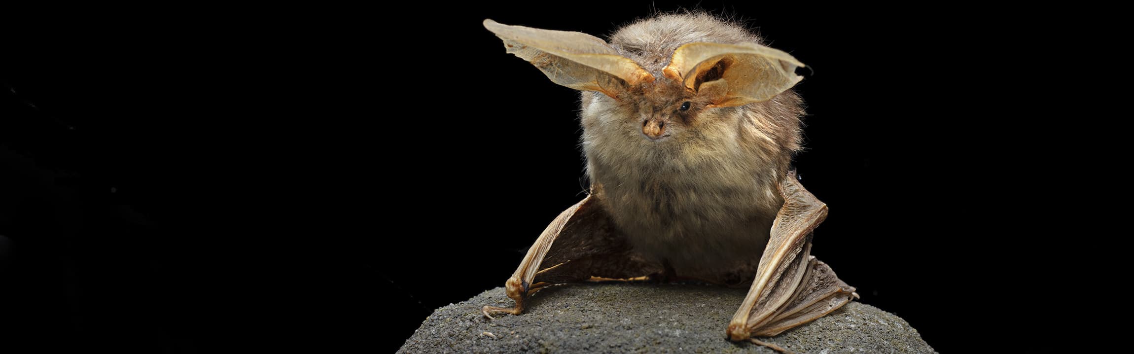 Tring: Brilliant Bats and Super Spiders
