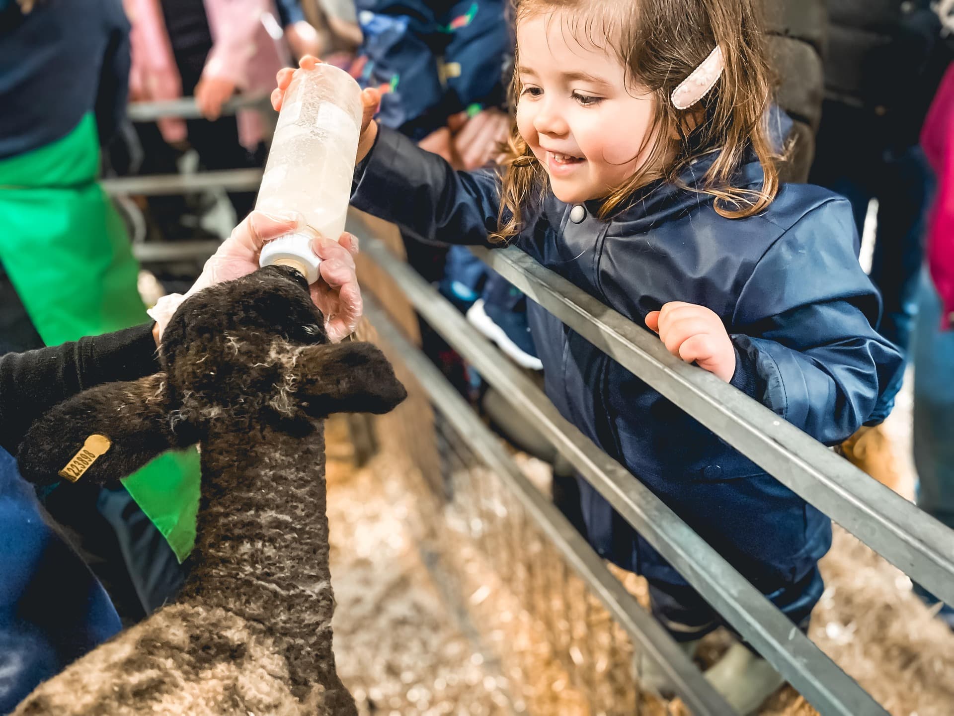 Lambing Live 2027 at Church Farm