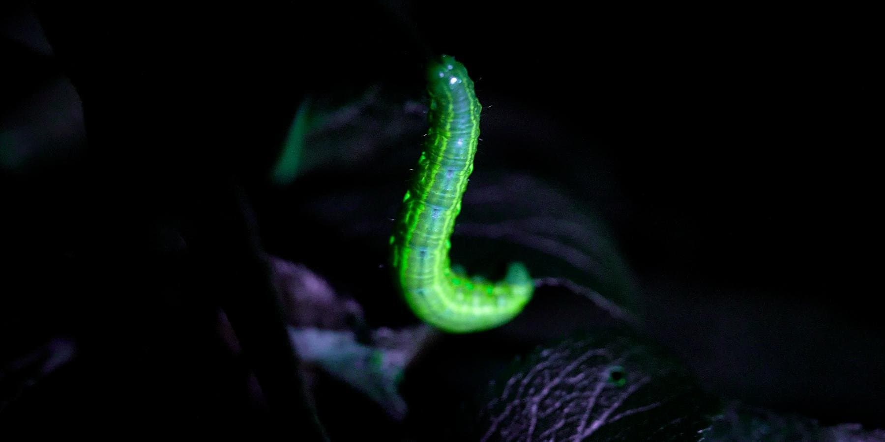 Biofluorescence Experience in Nature