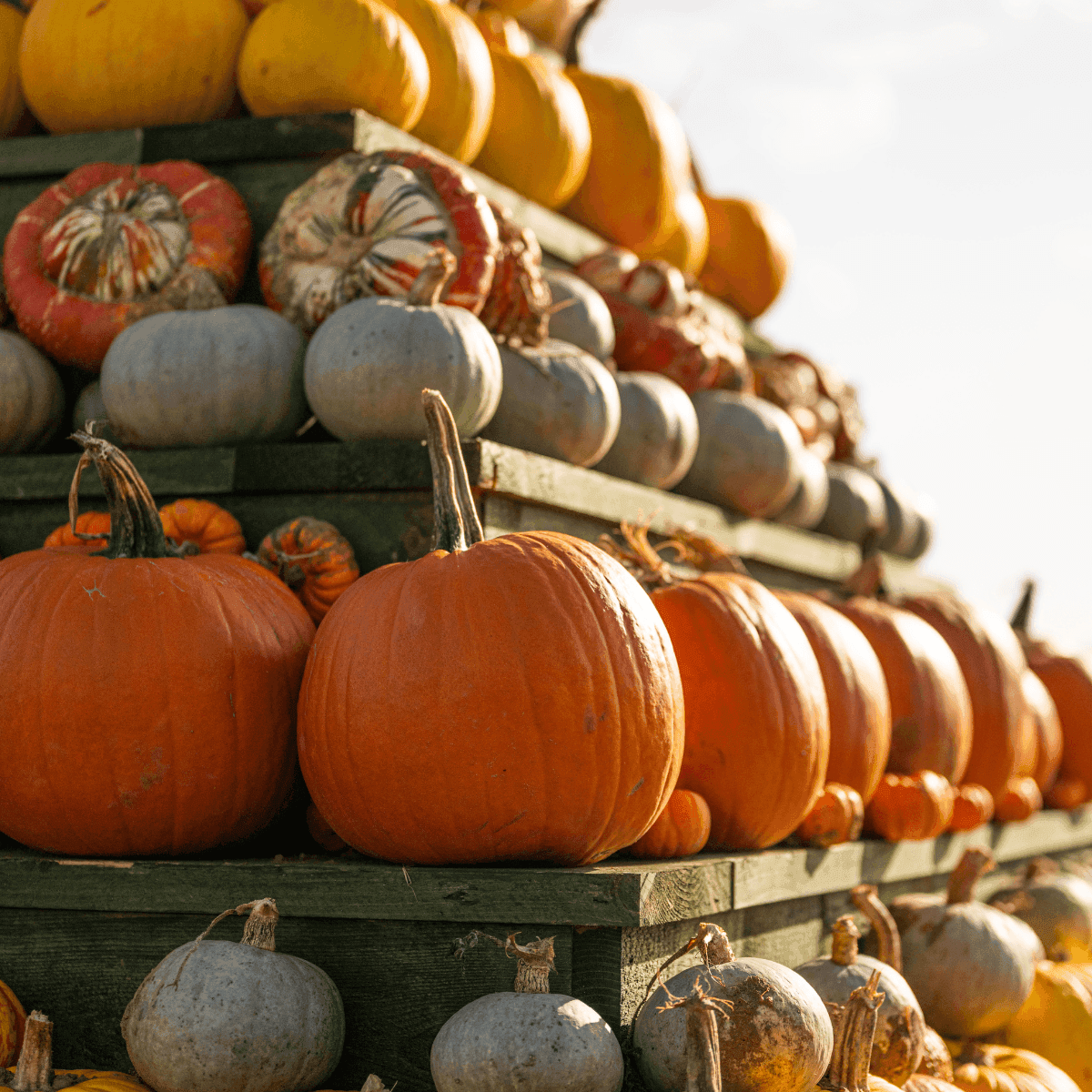 Darts Farm Pumpkin Fest 2026
