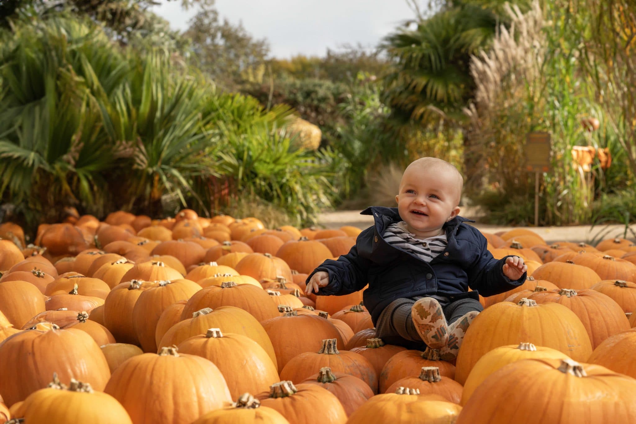 Pumpkin Valley at Hertfordshire Zoo