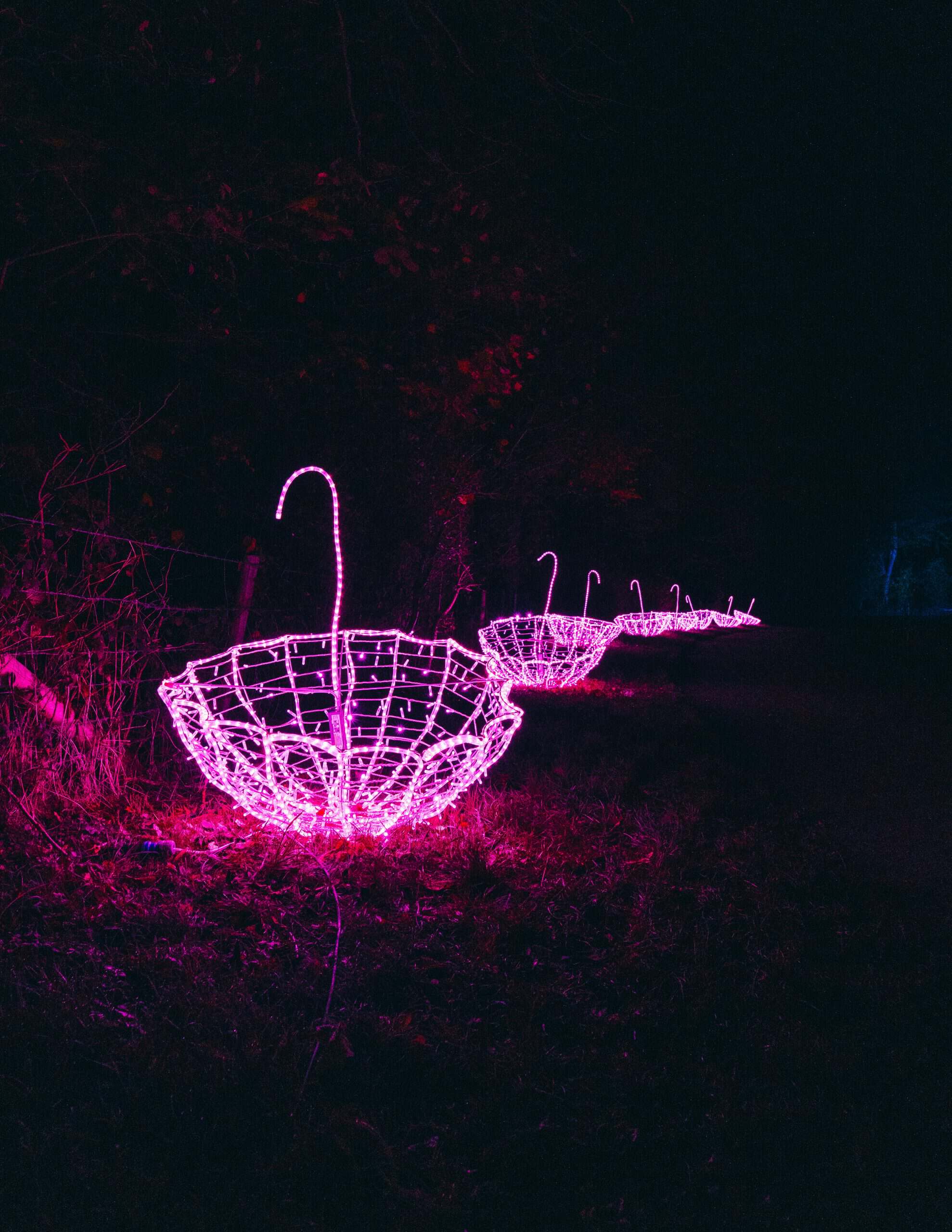 Illuminate Winter Light Trail at Millets Farm