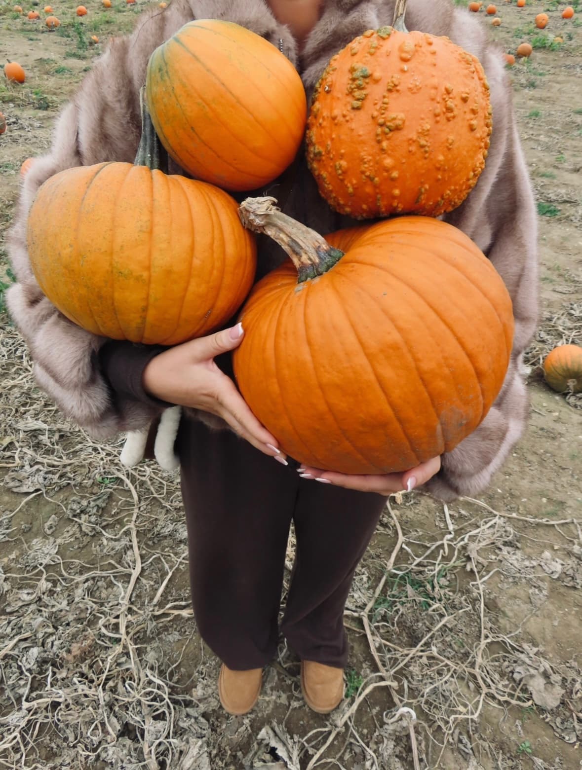 Pick Your Own Pumpkin Patch at Bury Lane