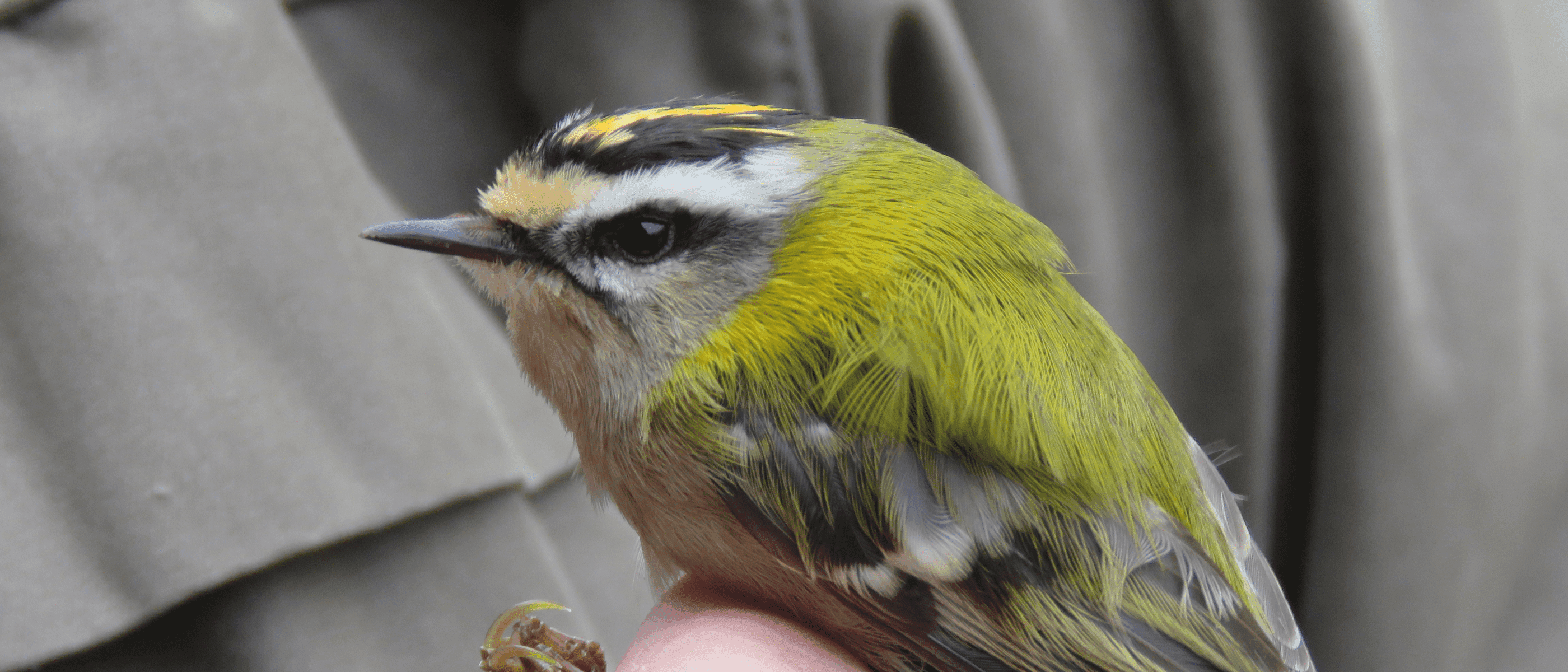 Bird ringing demonstration