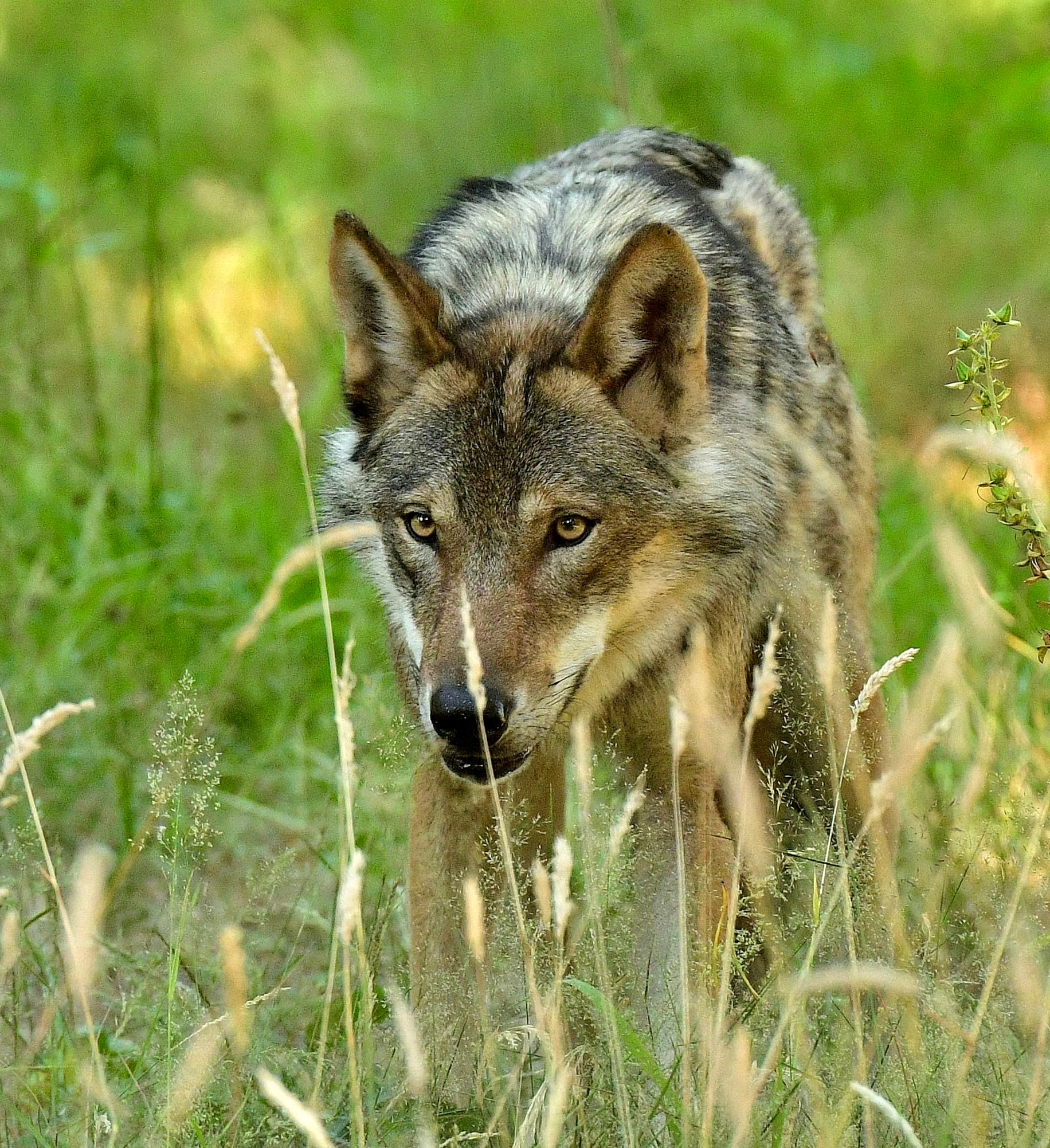 Howl-O-Ween at New Forest Wildlife Park