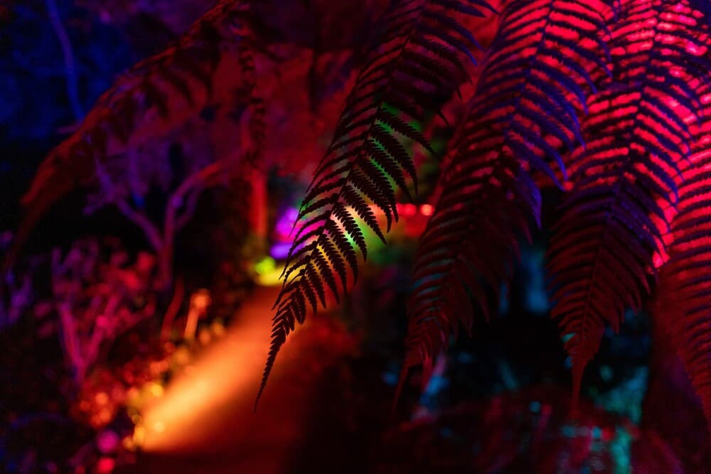 Abbotsbury Illuminate 2026 - Immersive Winter Lights at the Gardens