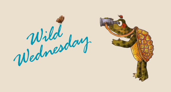 Wild Wednesday: Crepuscular Creatures