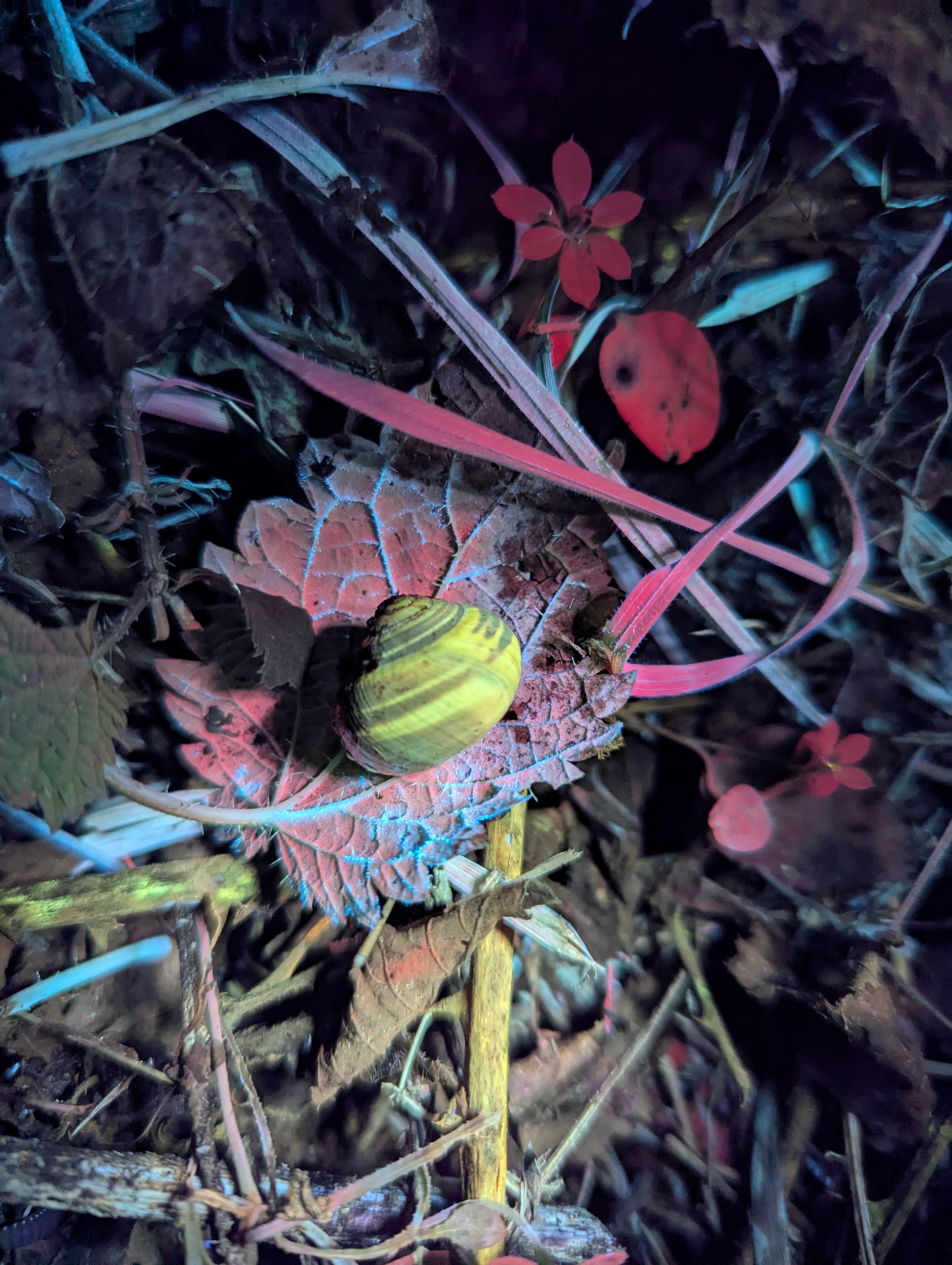 Biofluorescent Night Walk at Lackford Lakes