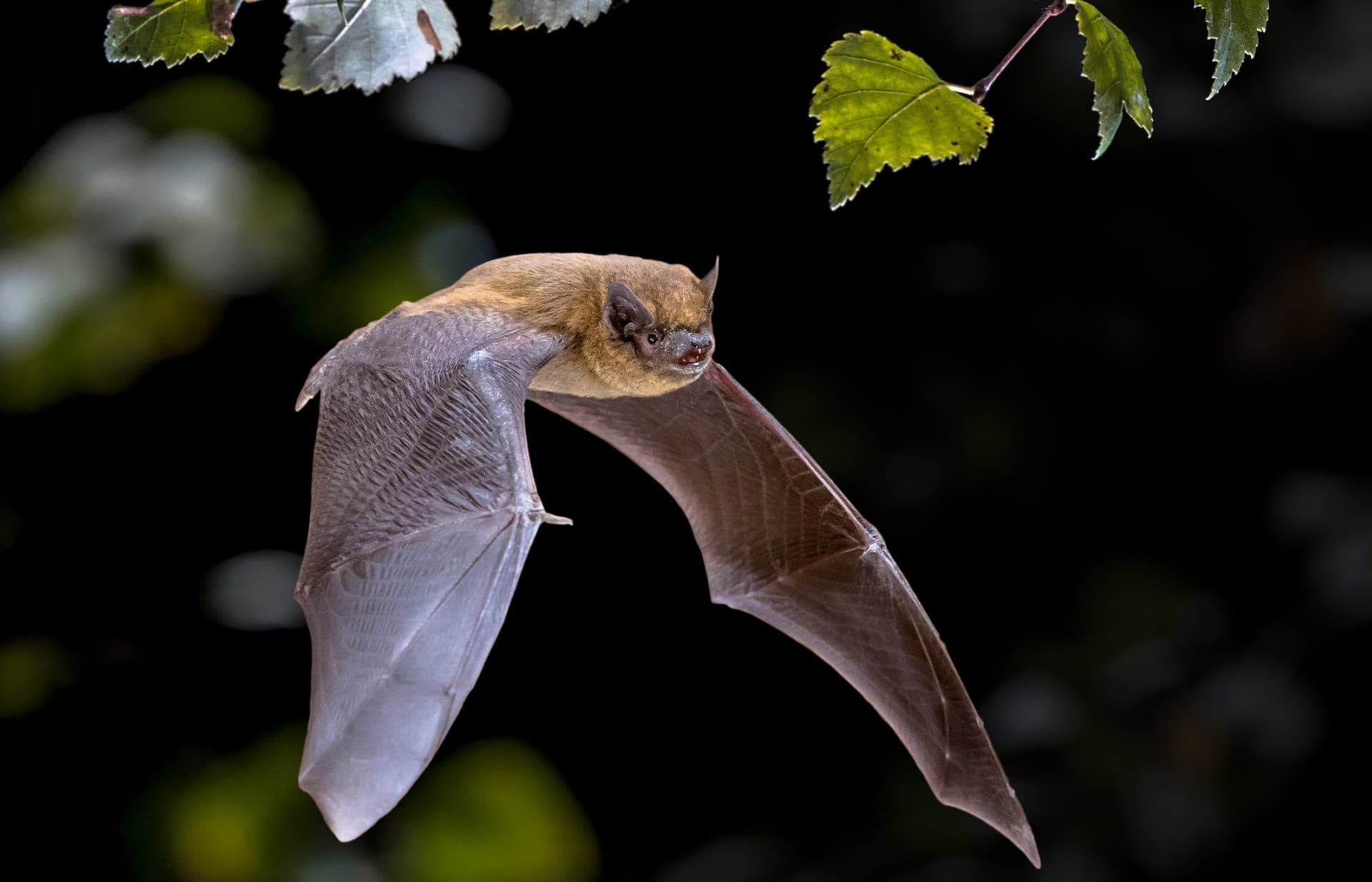 Invermoriston Bat Walk