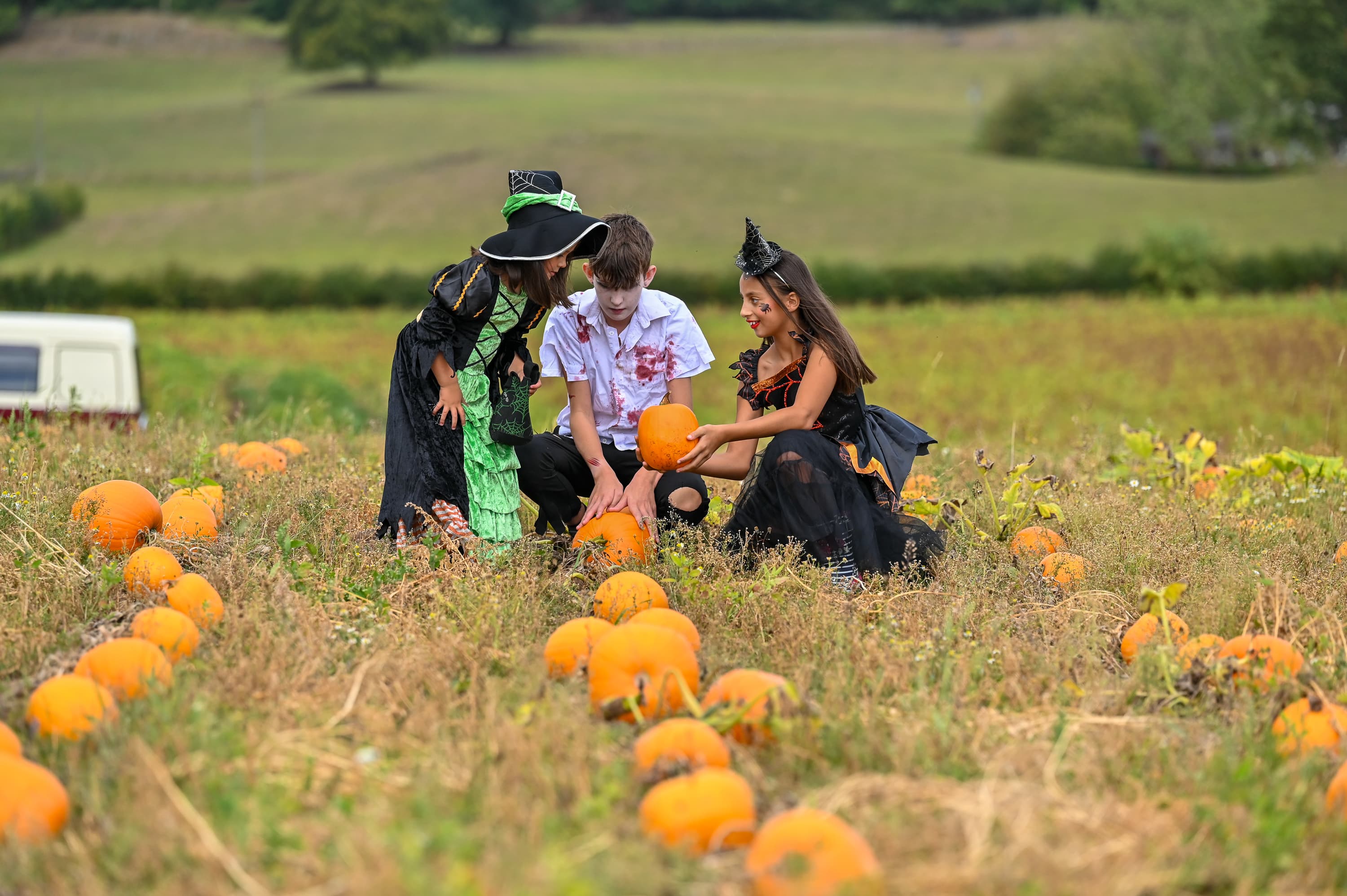 Pumpkin Picking at Stockeld Park