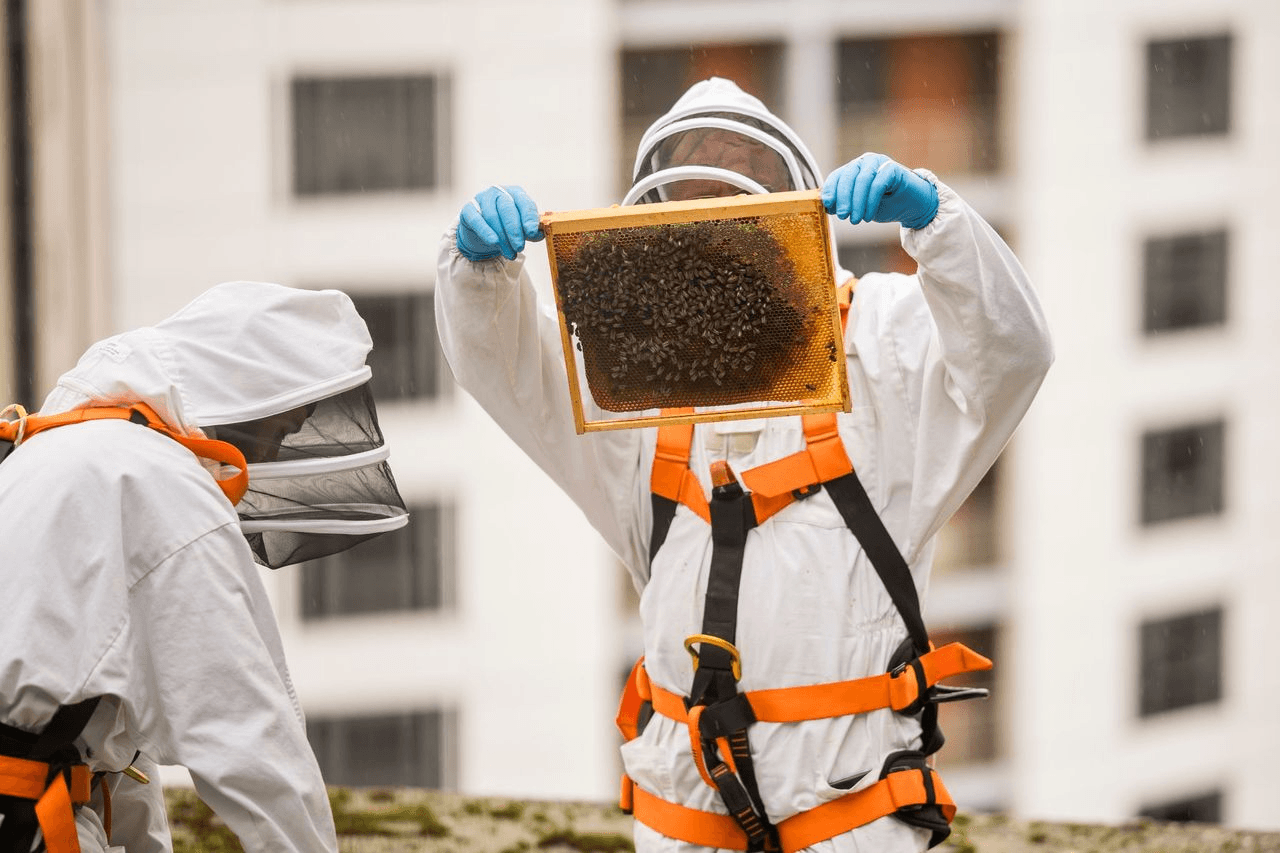 Bee Tours