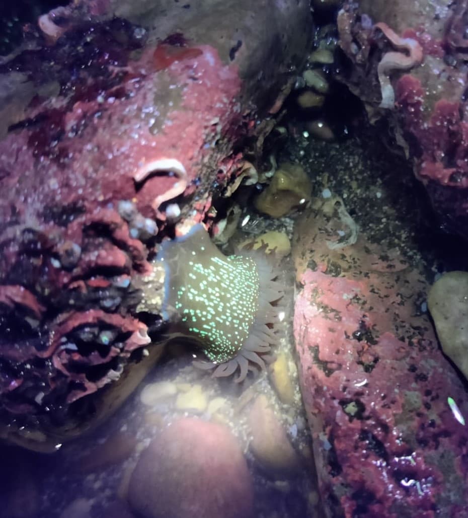 Night-time Rockpool Safari