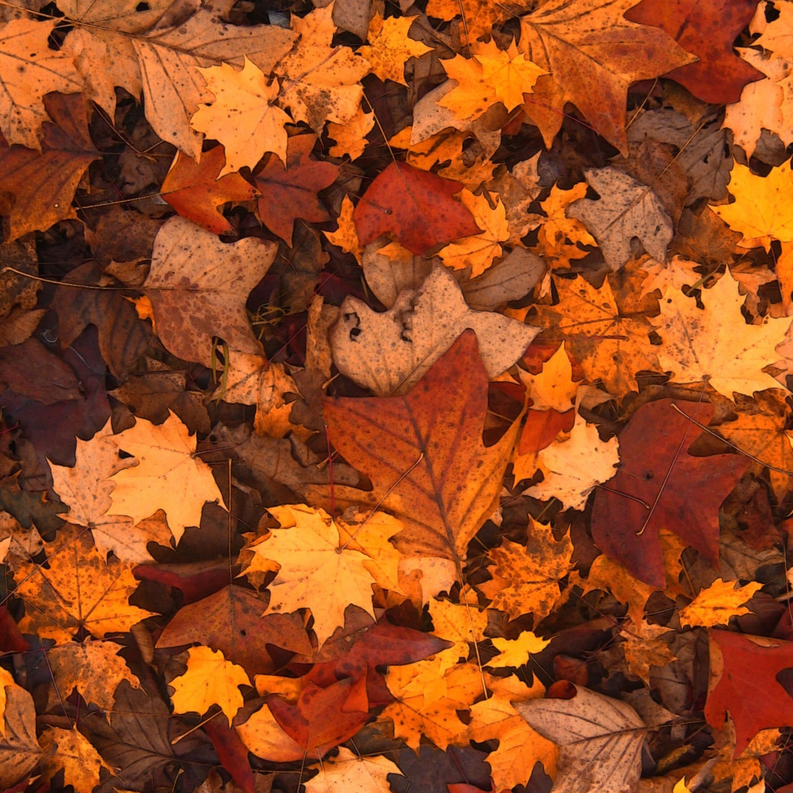 Mindful Art: Leaf Lanterns