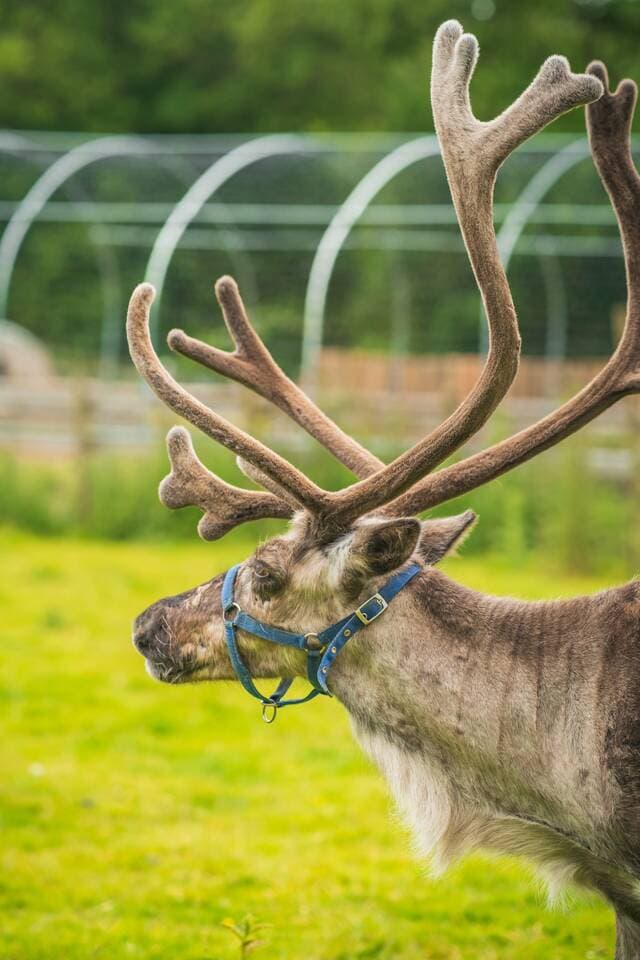 Christmas at The Meadows 2026