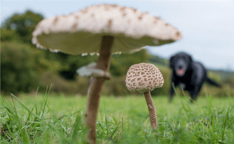 Fungi Foray - West Wickham Common