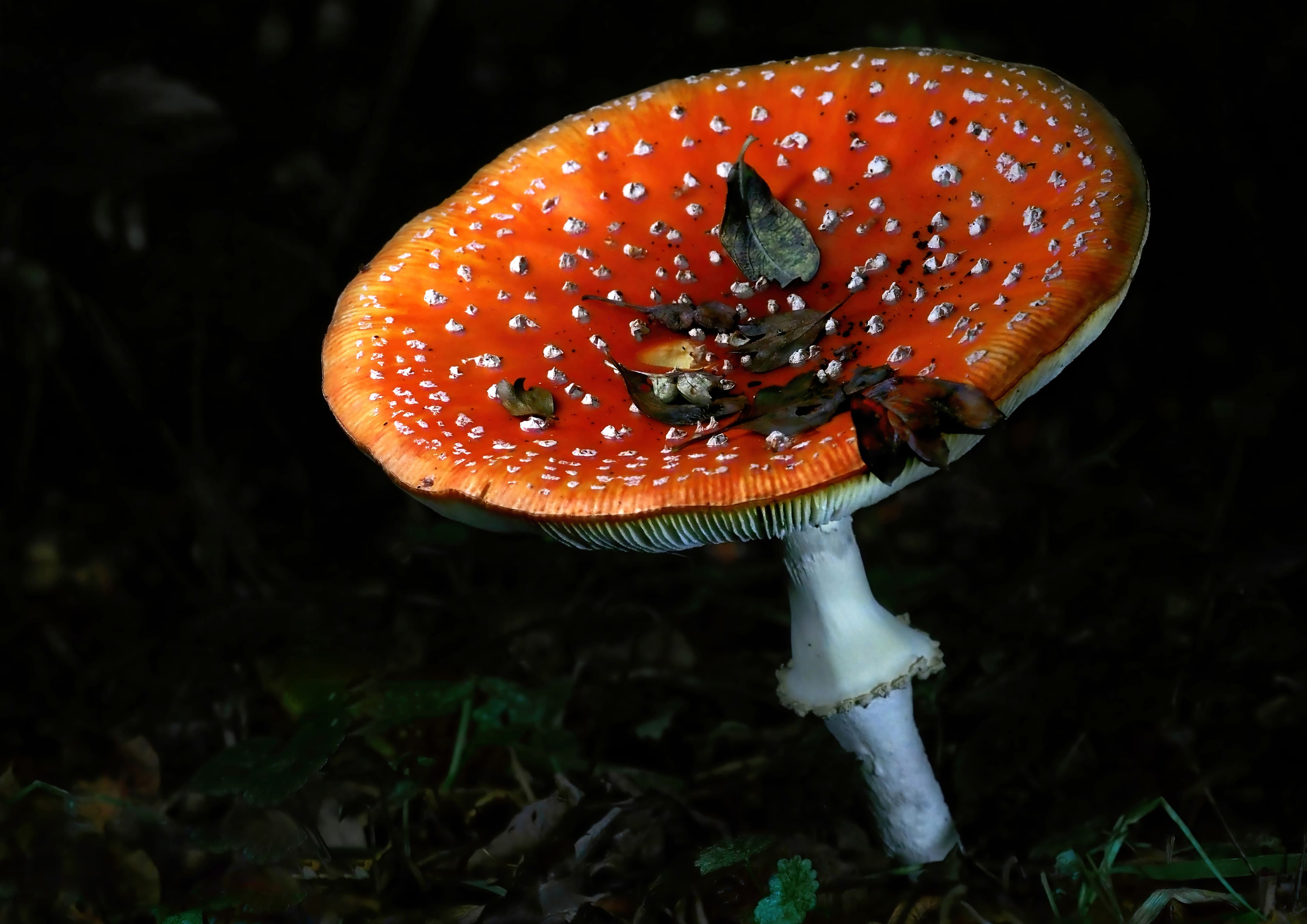 Fantastic Fungi Walk for 13+