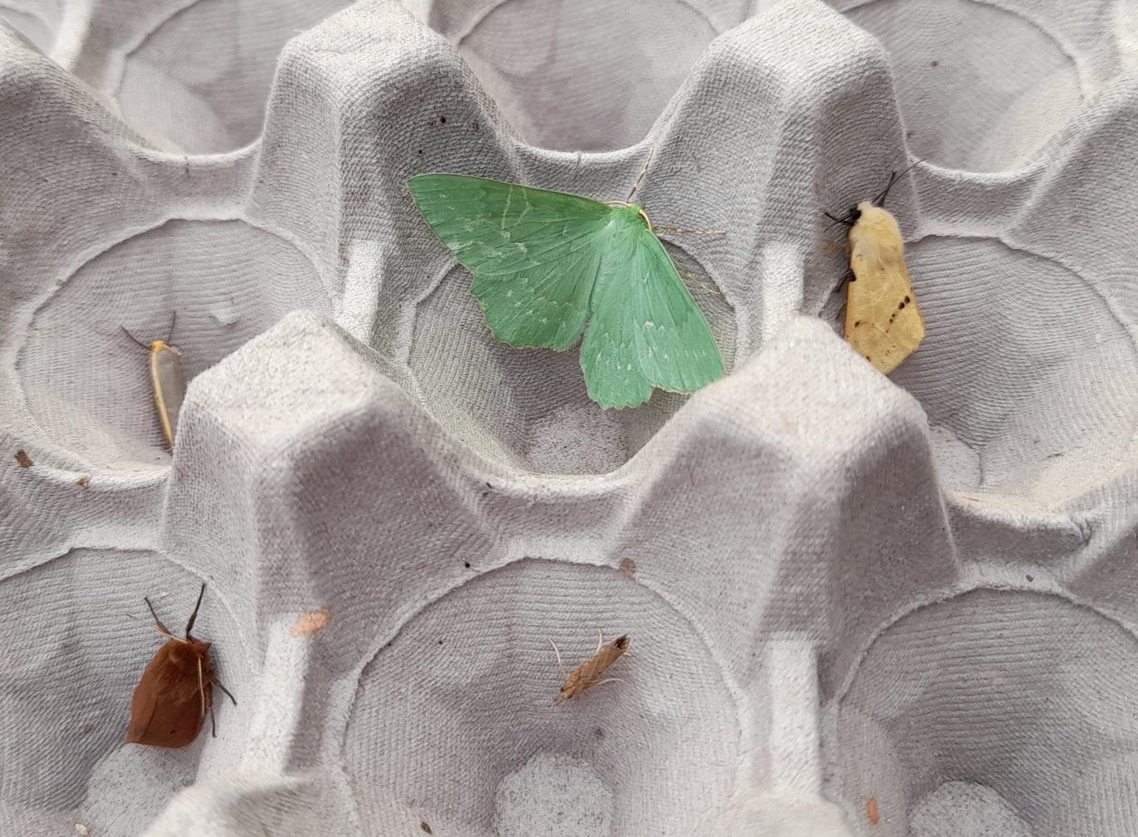 Moth Morning