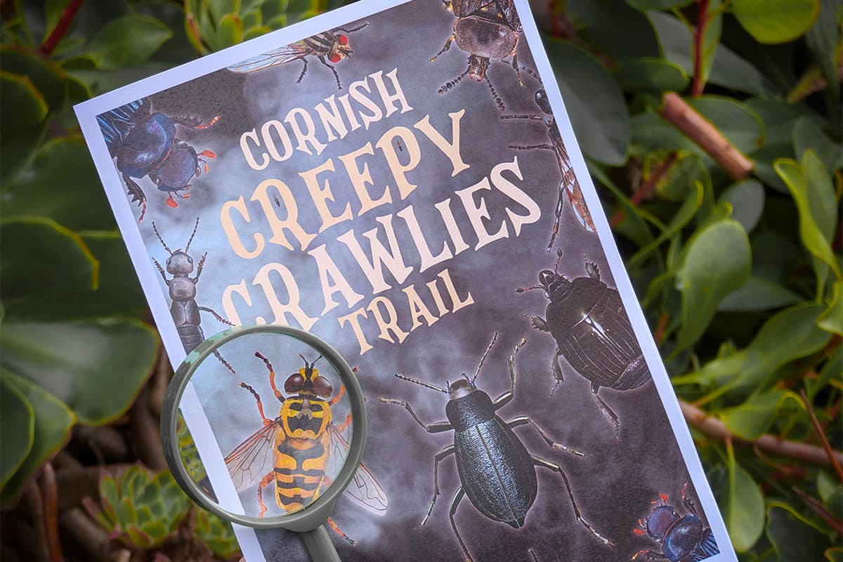 Cornish Creepy Crawlies Trail