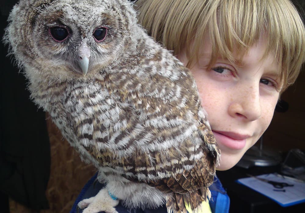 Junior Falconry Experience