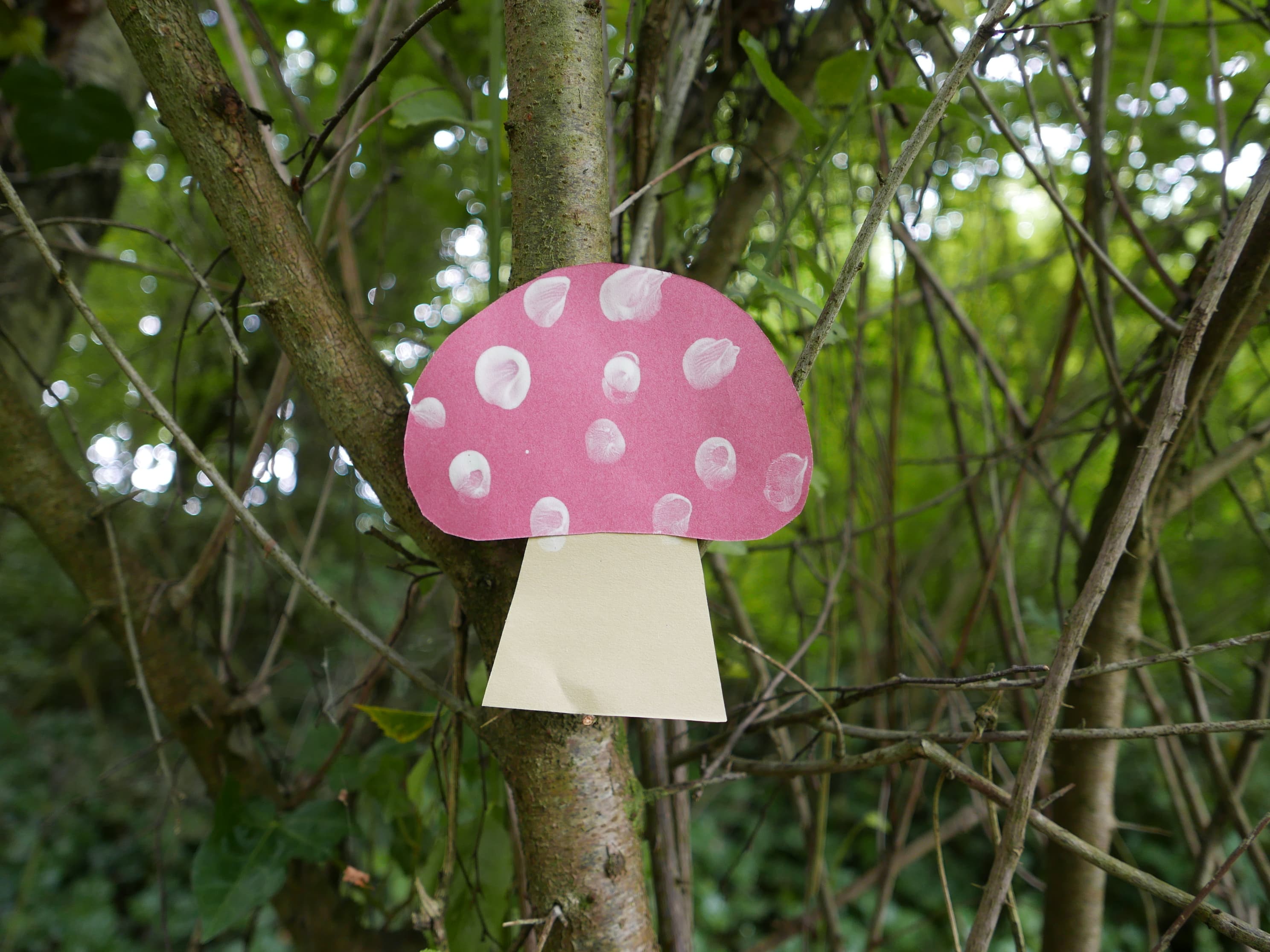Swanwick Lakes Wildlife Tots: Fantastic Fungi!
