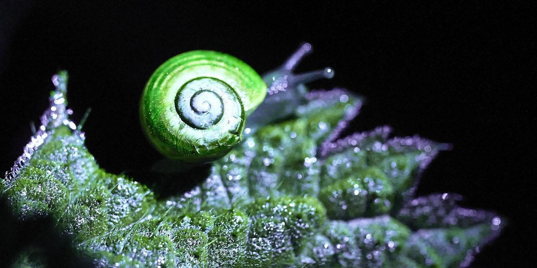 Biofluorescence Experience in Nature