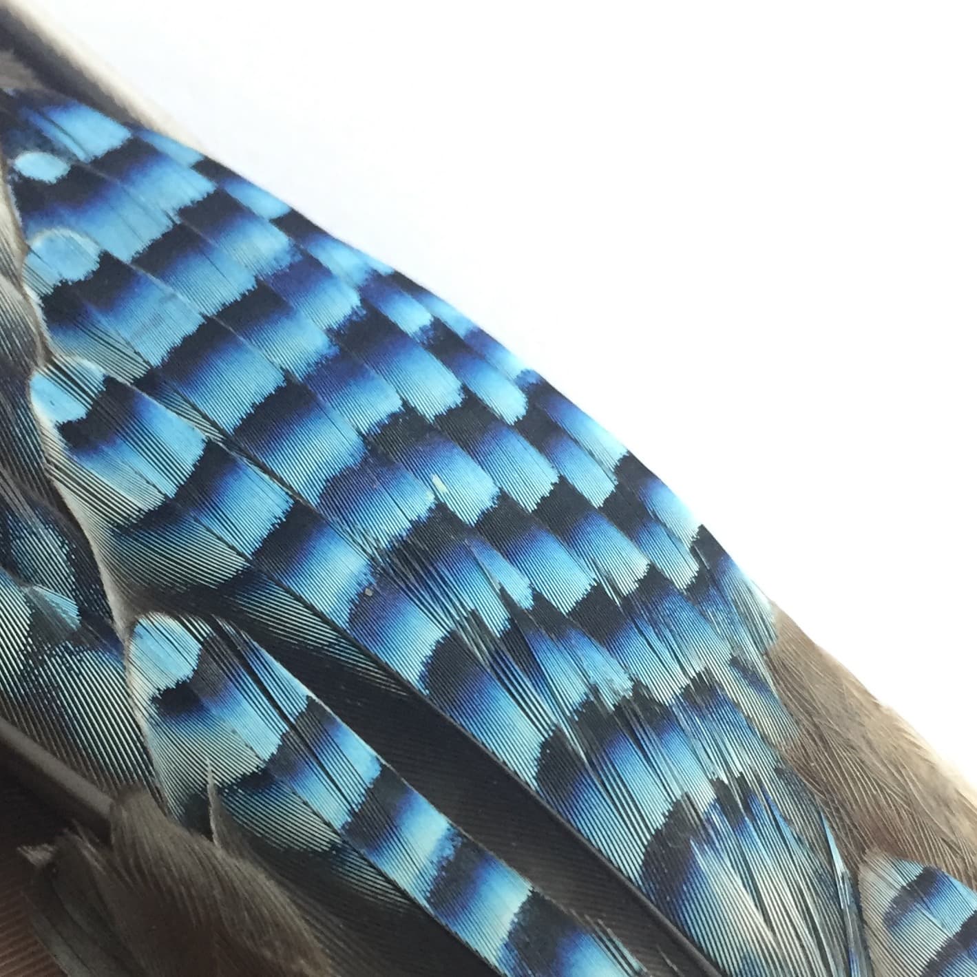 Fascinating Feathers! Workshop with Dan Puplett