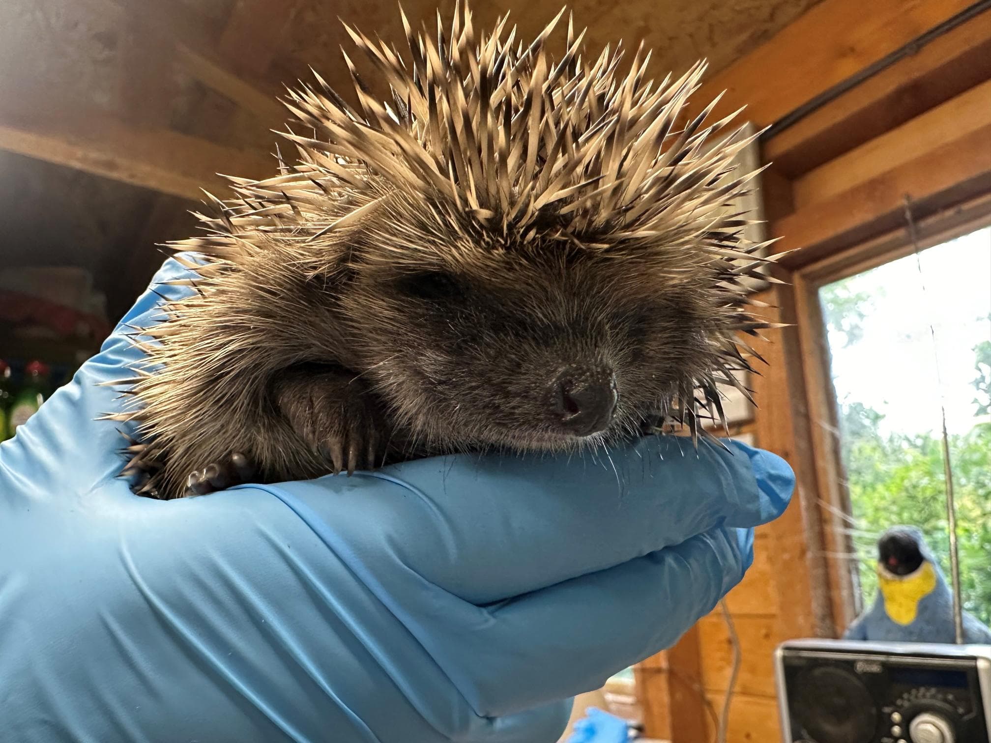 Meet a Hedgehog