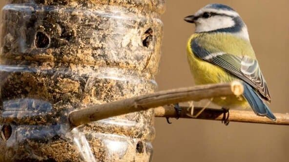 Bird Feeder Making Adventure!