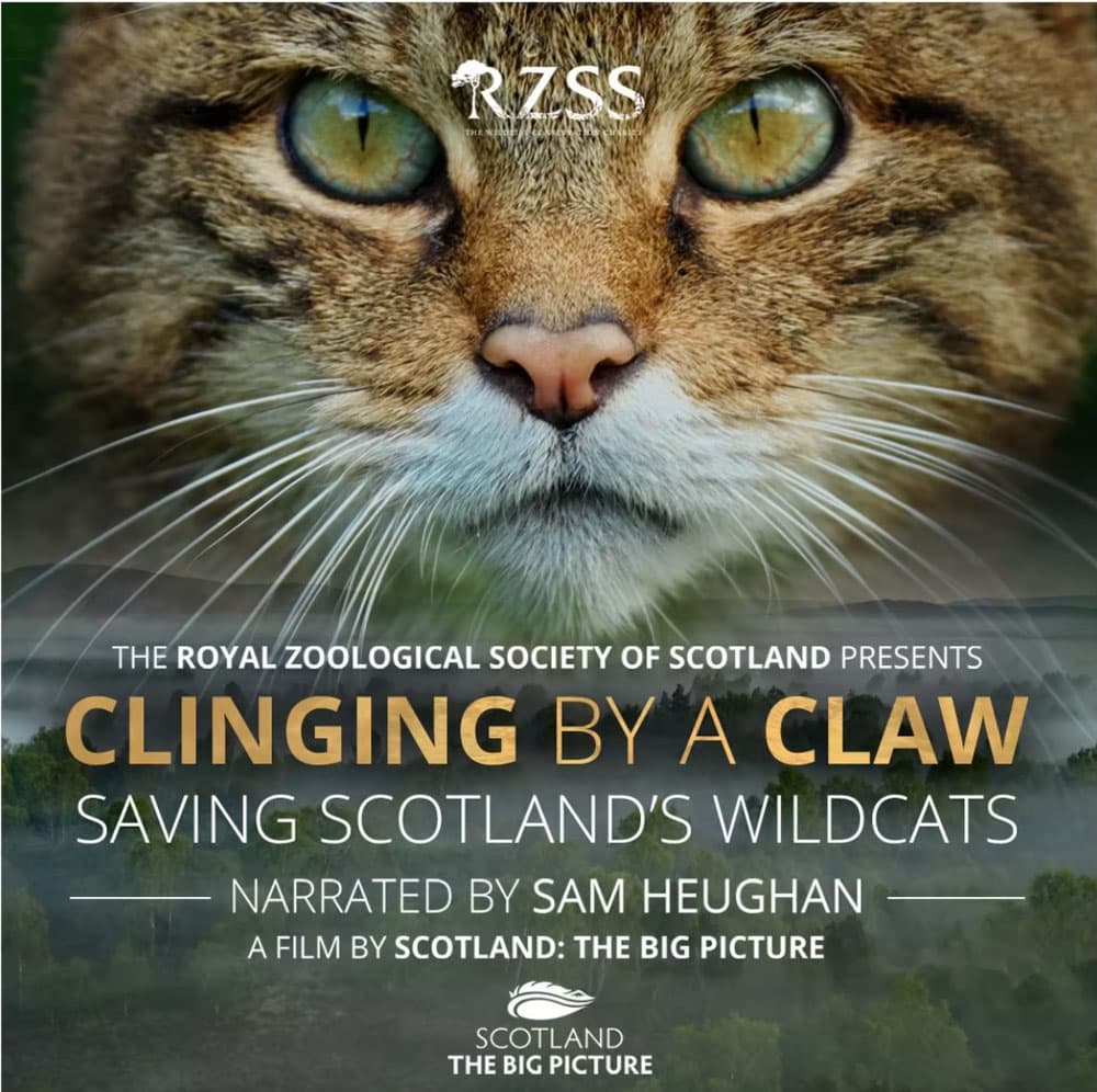 Clinging by a Claw - Saving Wildcats