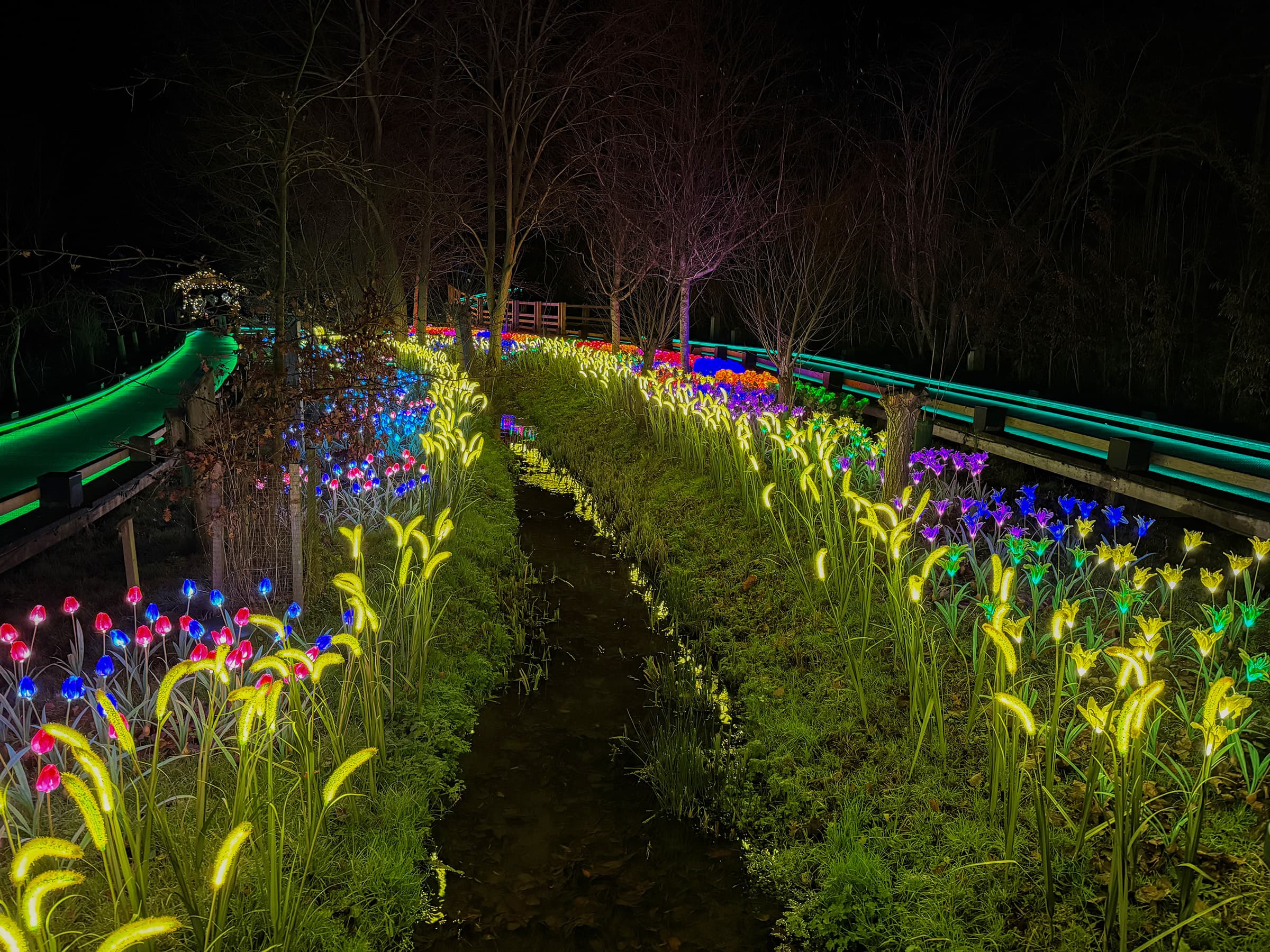 Enchanted Trail of Light
