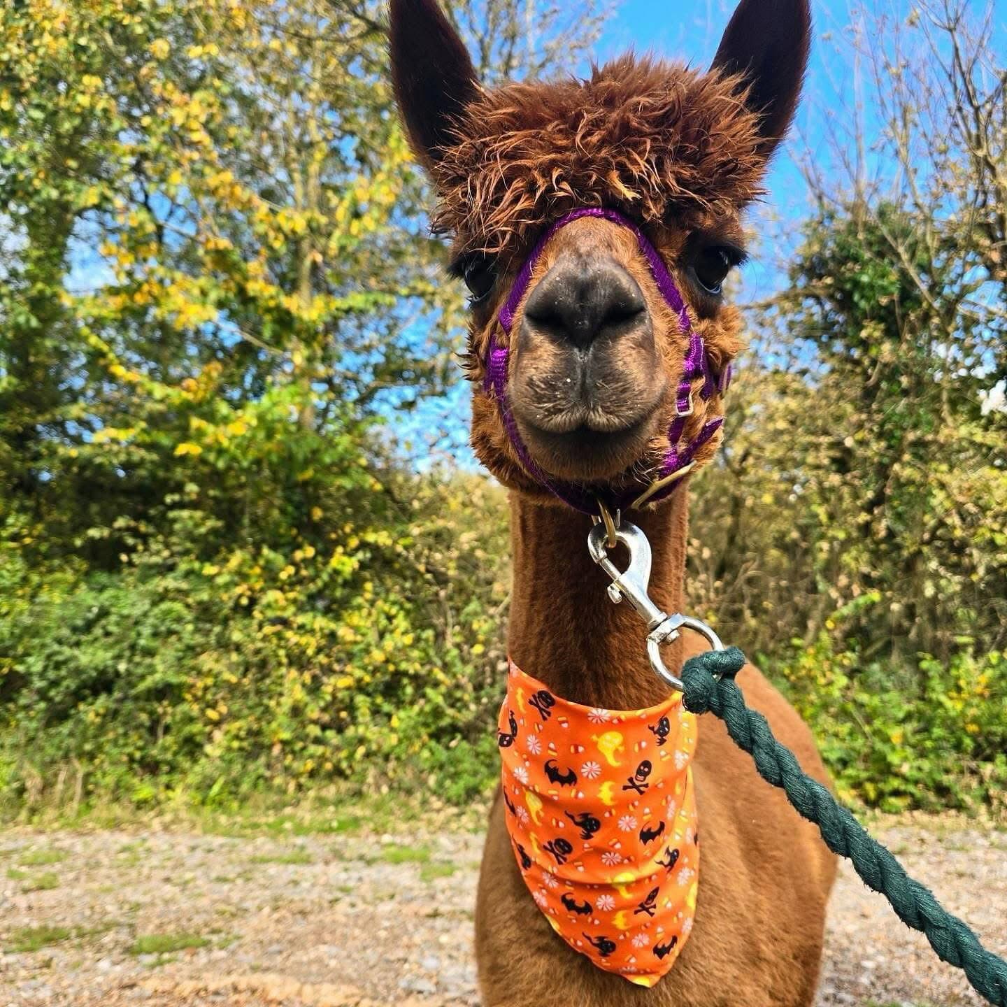 Alpaca Autumn Half Term Walks
