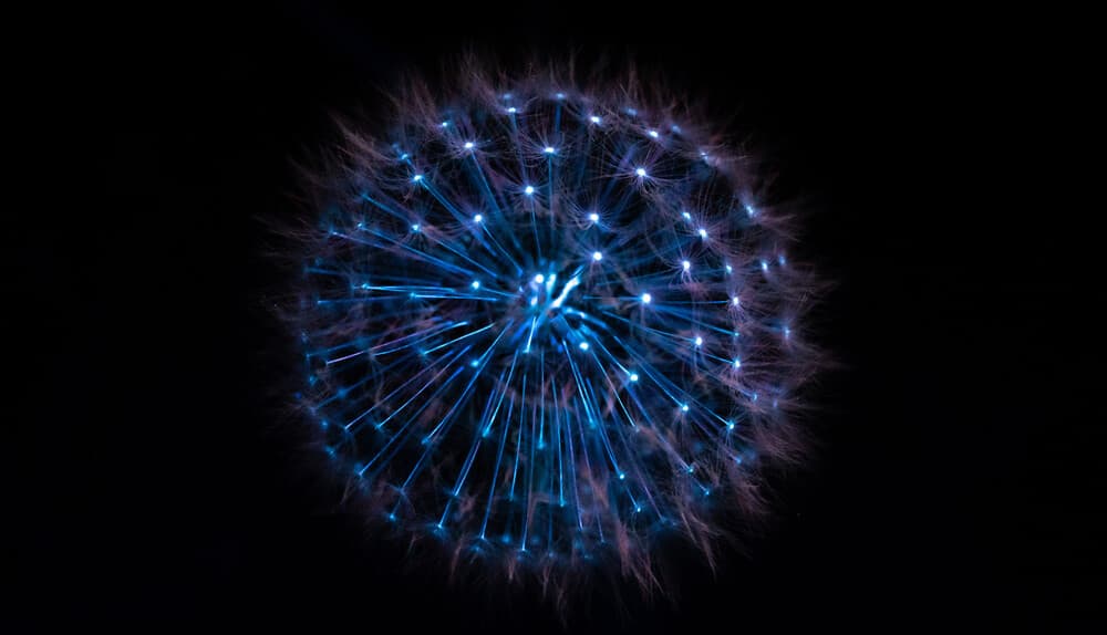 Biofluorescent Night Walks