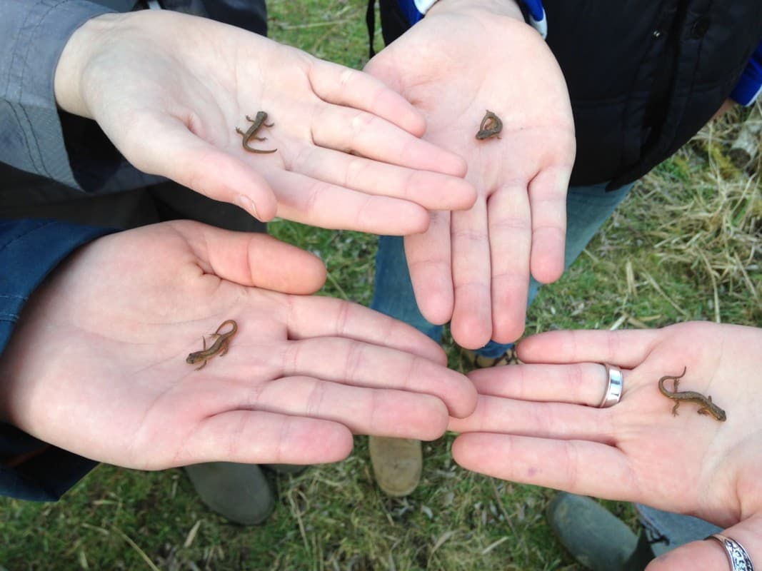 Testwood Lakes Wildlife Watch