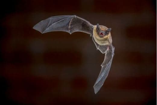 Wildlife Wednesday: Bat Box Workshop