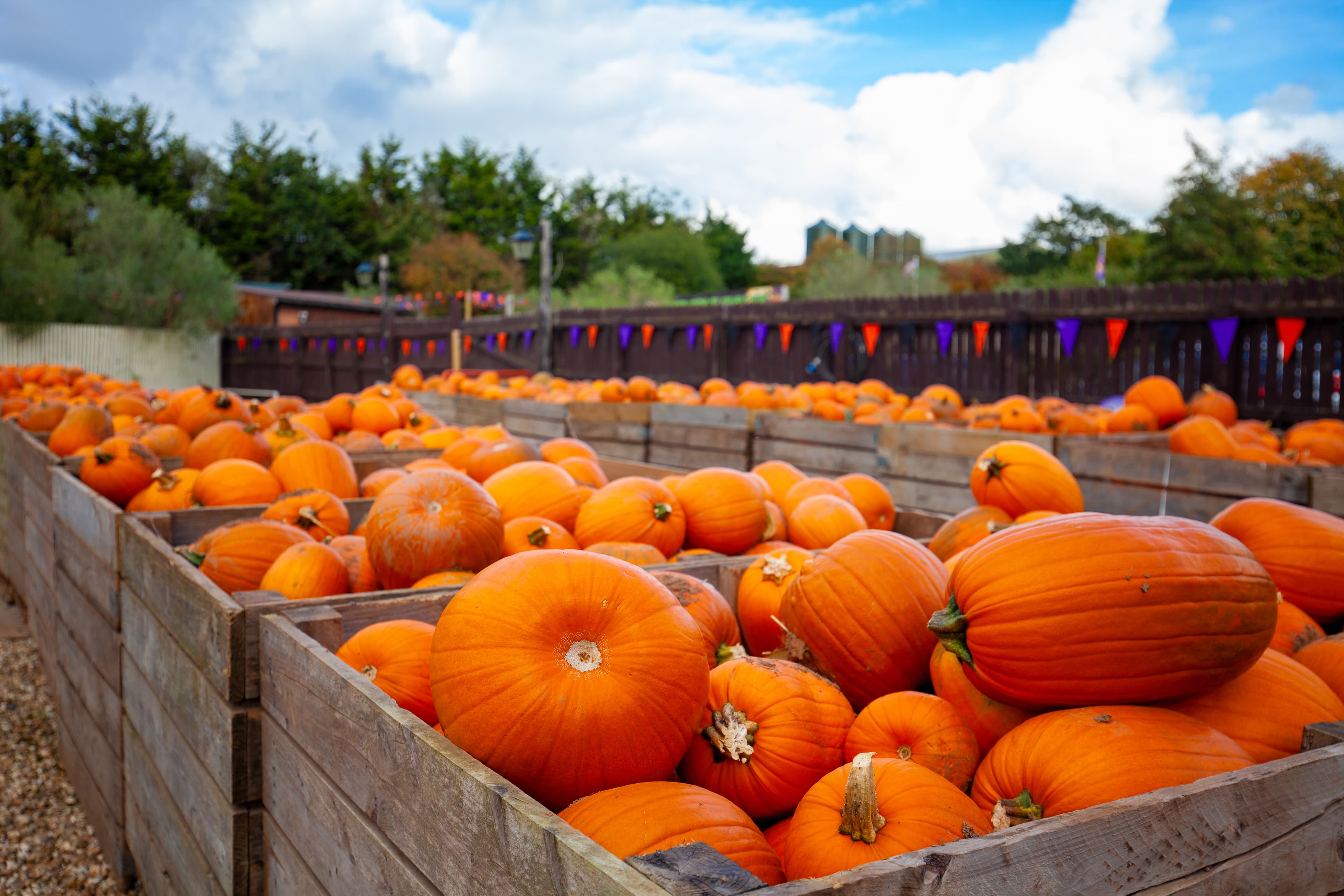 Halloween Spook-Fest at Crealy