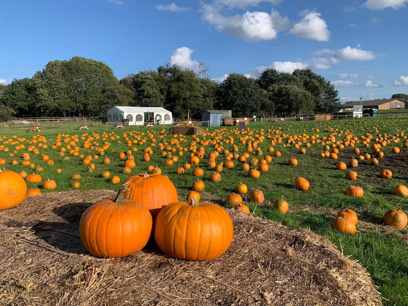 Pumpkin Picking at Forge Mill Farm