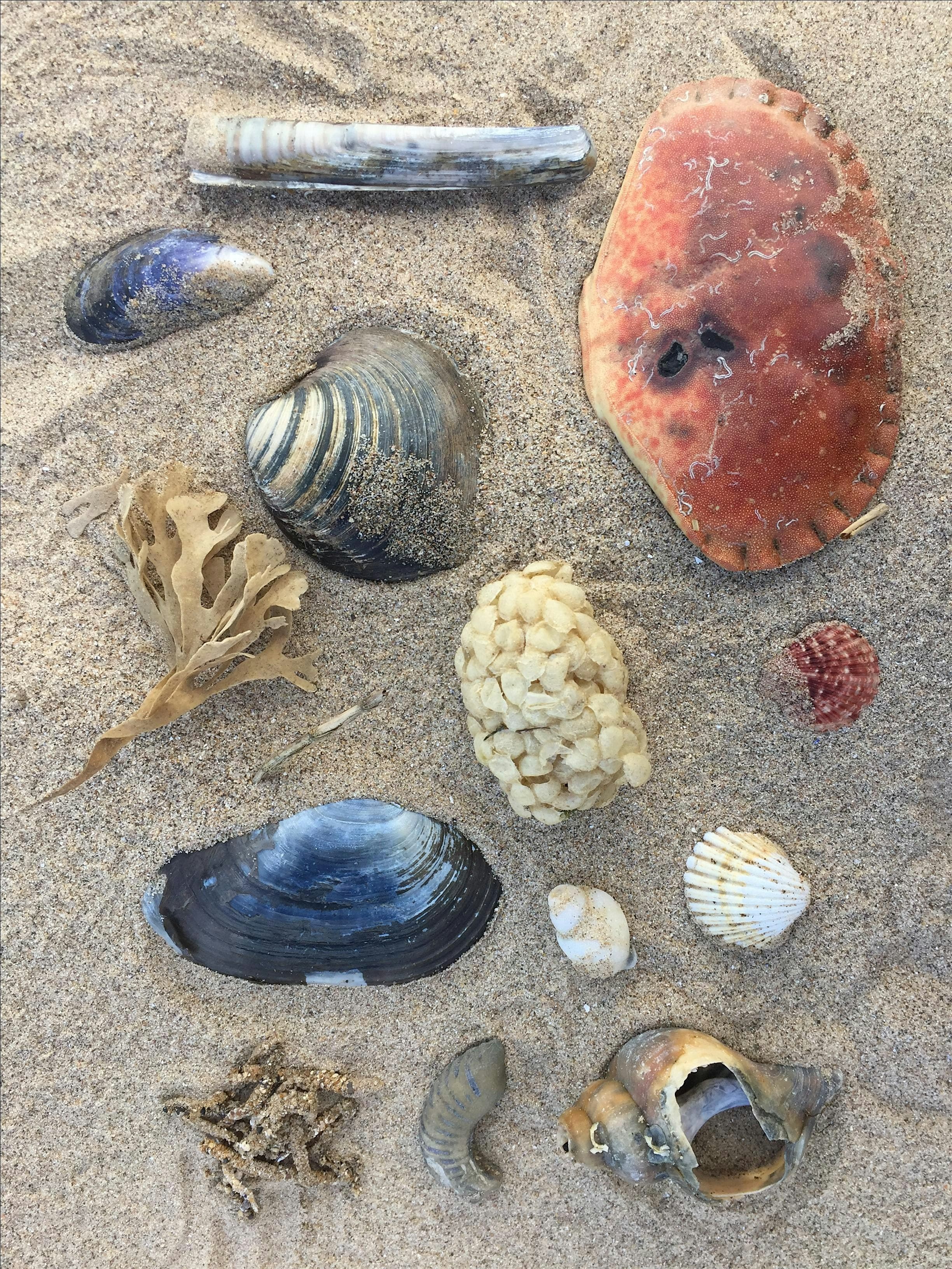 Highlights of Holme (Family event) at NWT Holme Dunes
