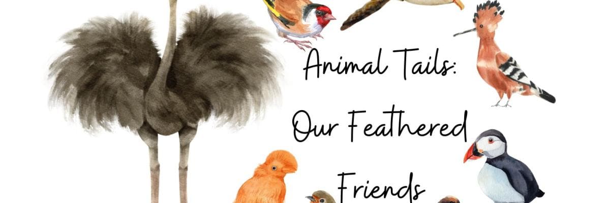 Animal Tails: Our feathered friends