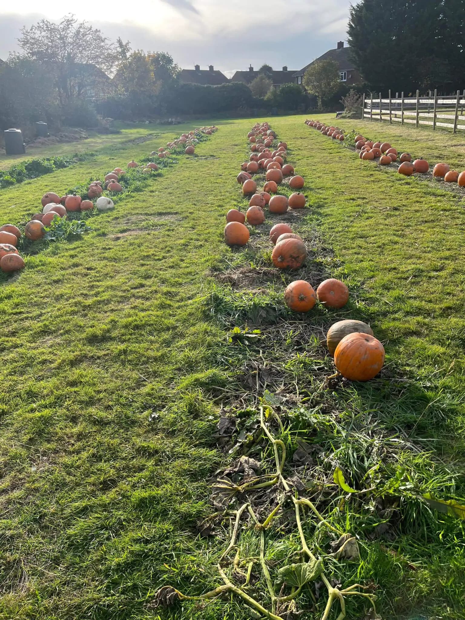 Pumpkin Picking at Nunny's Farm
