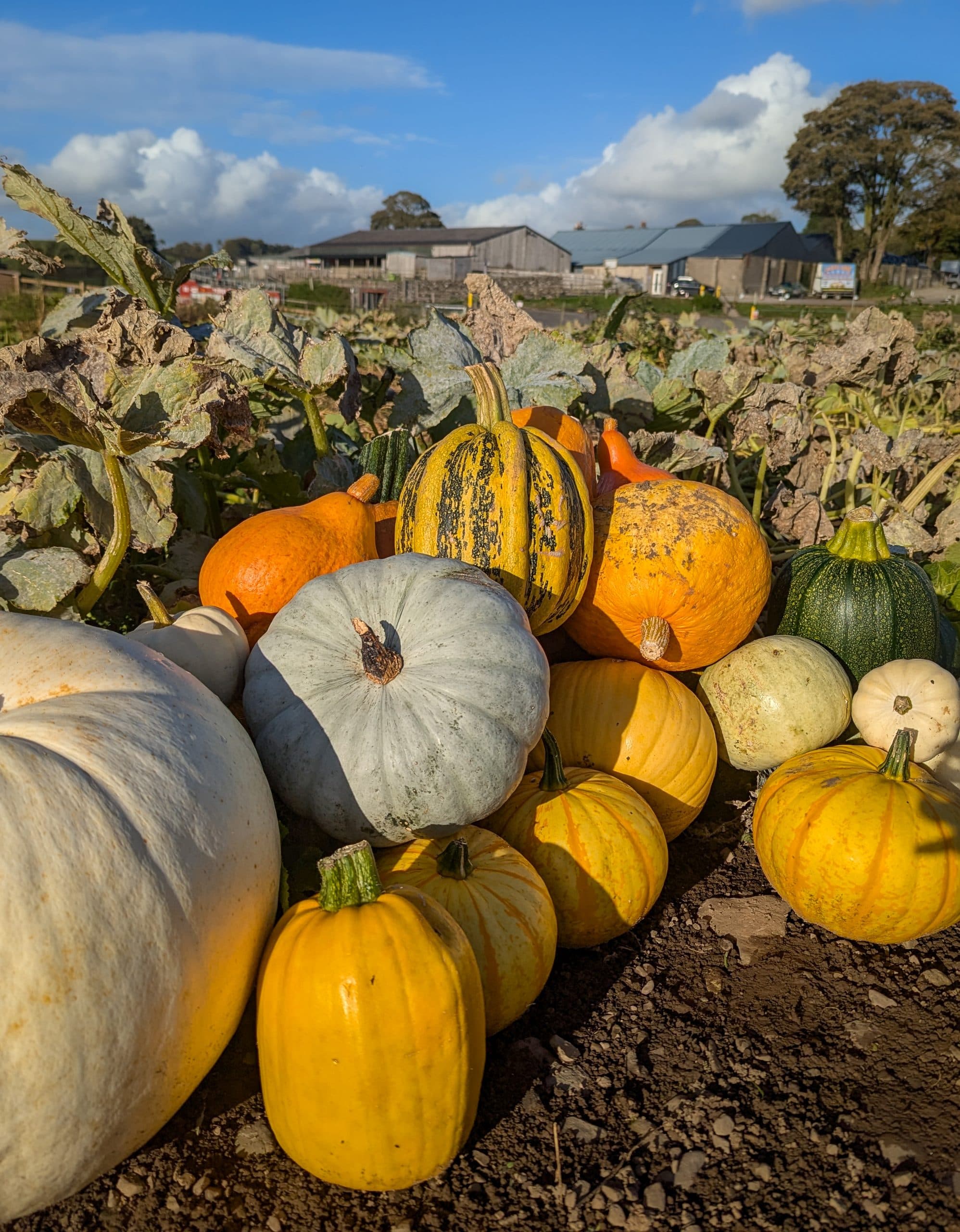 Pumpkin Picking at Lakeland Maze Farm Park