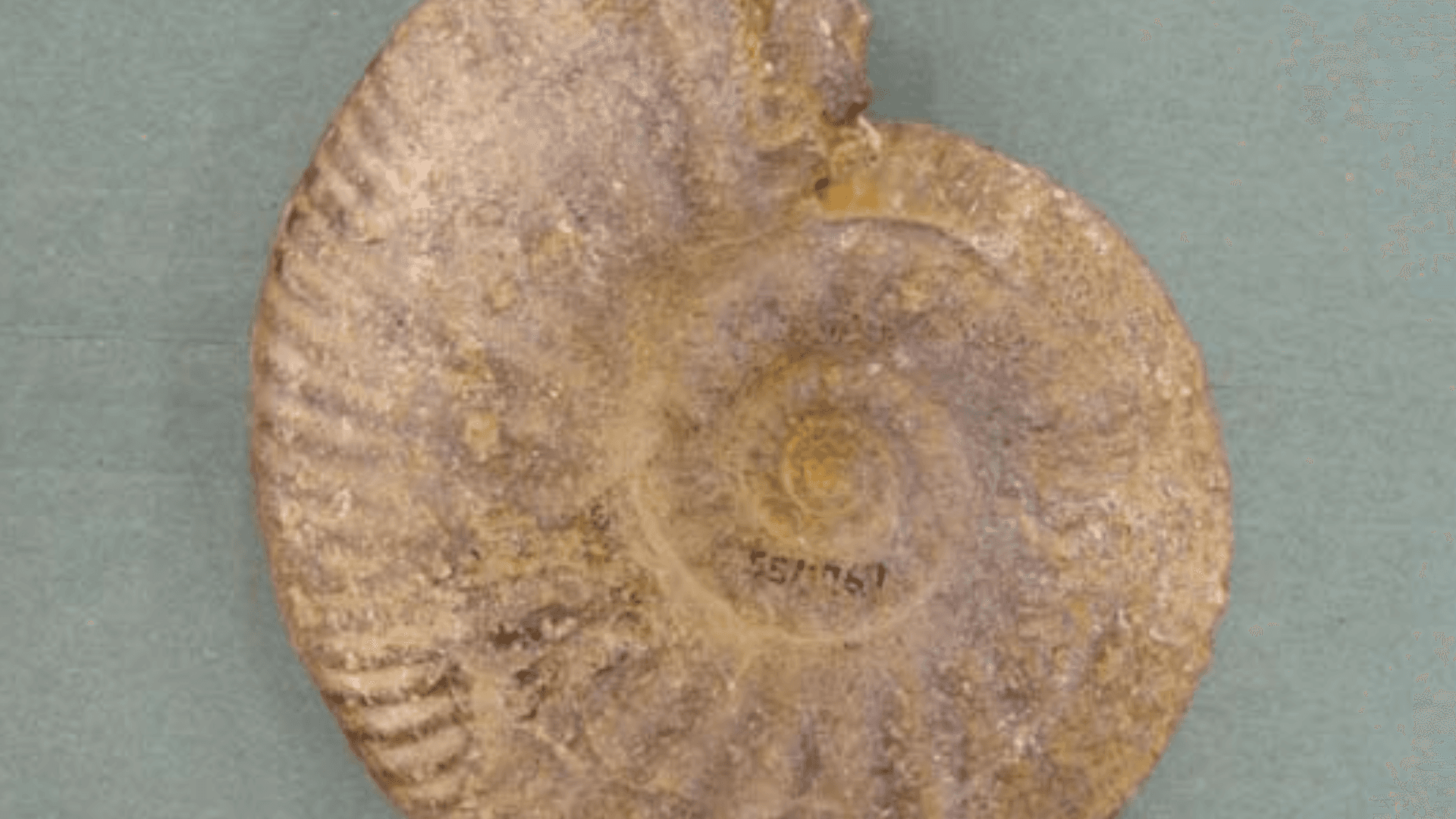 Hands-On History: Object Handling with Fossils